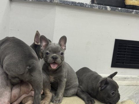 Saf kanlı french bulldog