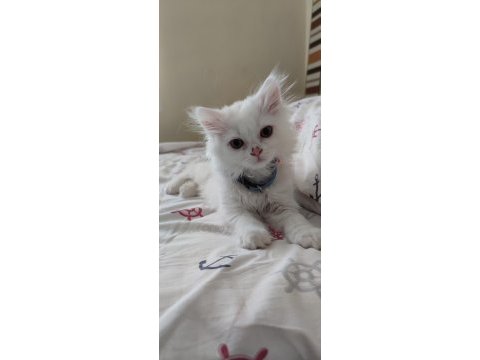 2 aylık british longhair gayet sağlıklı sorunsuz