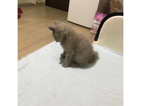 Safkan british shorthair, 2 aylık, oyuncu oğlumuz luffy