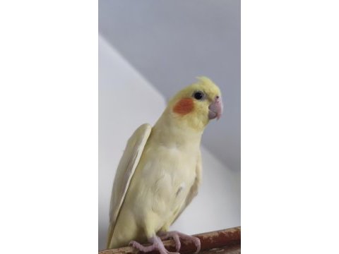 Dişi sultan papağanı 4 aylık