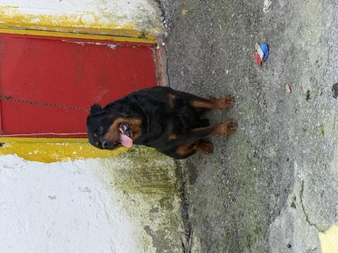 Kaliteli erkek rottweiler