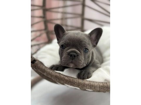 Kaliteli blue french bulldog bebekler