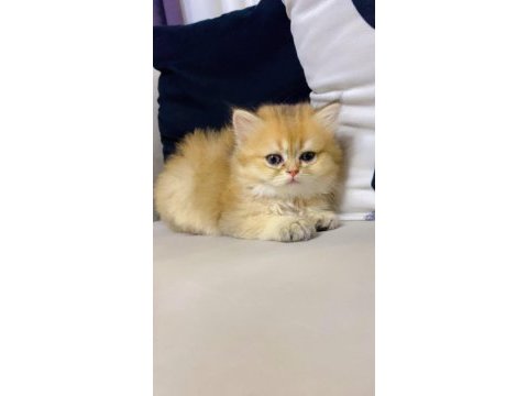 Golden n12 efsane british longhair güzellik