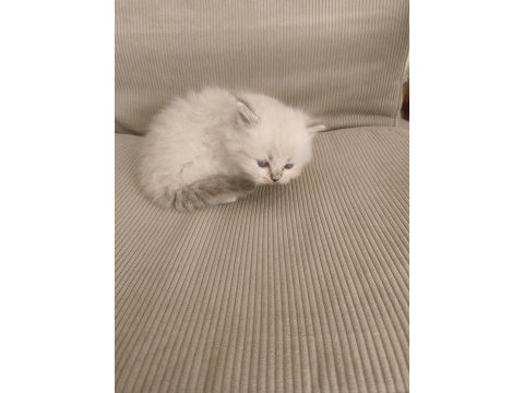 Longhair kedimiz yavru