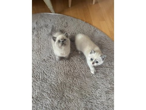 British shorthair blue point safkan bebekler