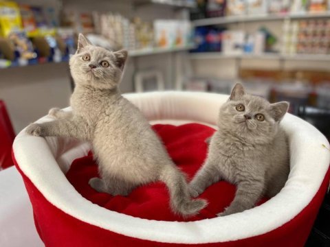 Pırıl pırıl blue lilak british shorthair bebekler