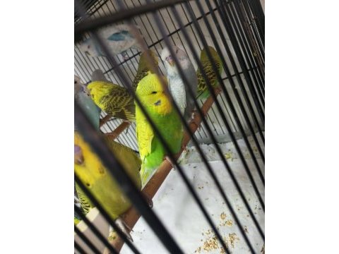 Jumbo muhabbet kuşu bayram şekerleri maşallah