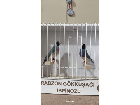 Mavi gökkuşağı ispinozu takım