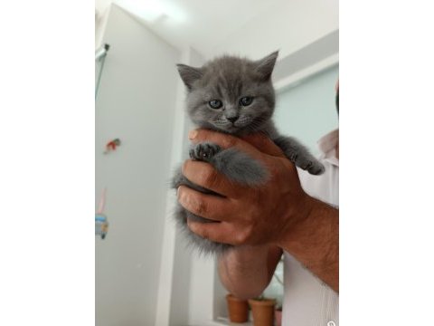 Orjinal british shorthair yavrularım