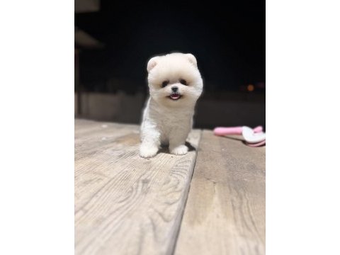 Teacup teddy üst kalite pomeranian