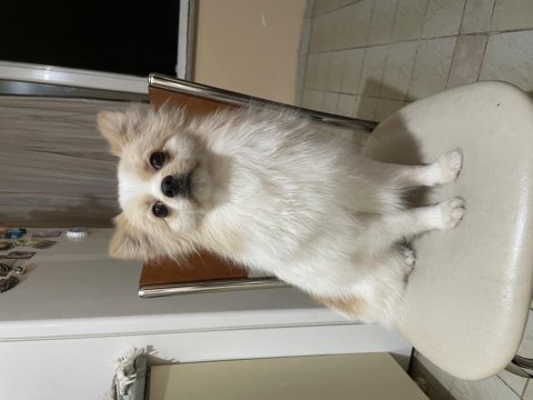 1 yaşında erkek eğitimli pomeranian