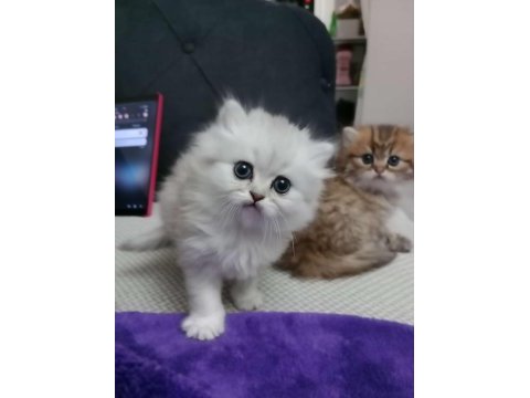 British longhair kedimiz