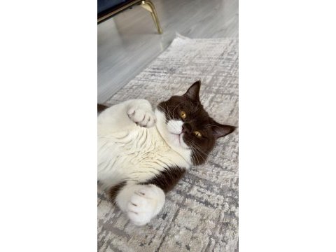 Aktif yetişkin erkek british shorthair