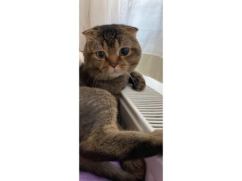 Scottish fold kedisi sahiplendirme