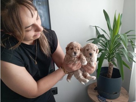Muhteşem maltipoo bebekler
