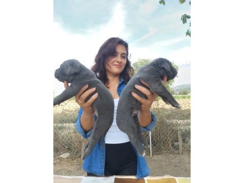 A şecereli şampiyon kan hattı cane corso