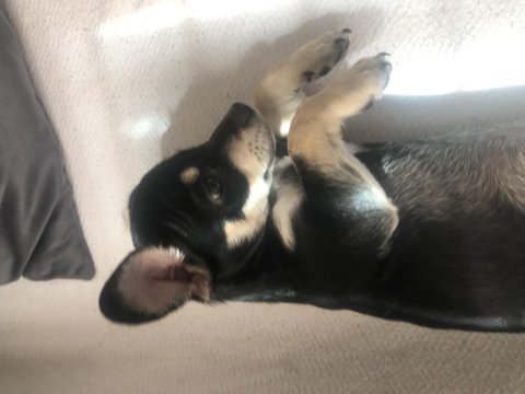 Chihuahua şivava adana