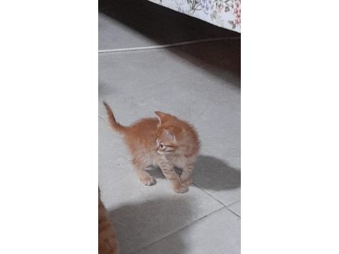 Cesme ovacik mevkinde sarman yavru kediler