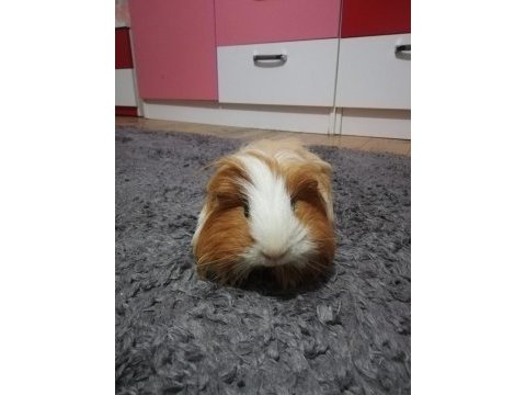 Erkek sheltie ginepig hemen hemen 1 yaşında sayılır