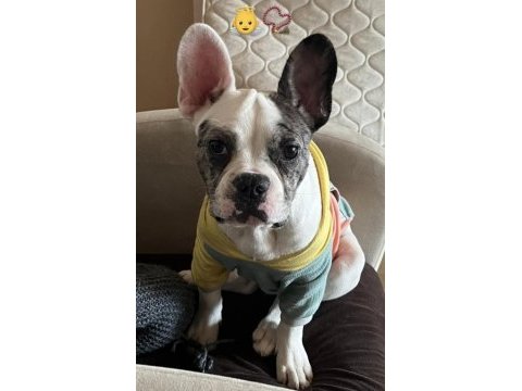 Erkek french buldog yavrumuza eş adayı ariyiruz