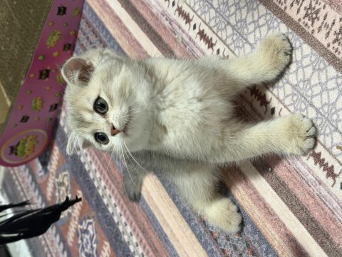 Tam oyuncu yavru british shorthair