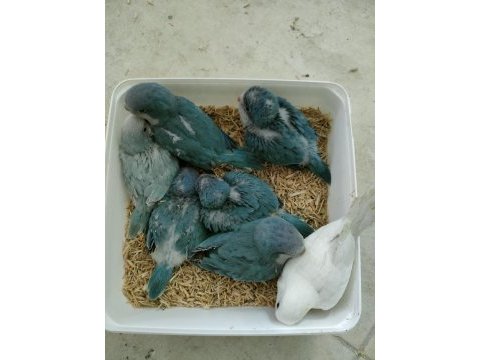 El besleme monk papağanı yavrular