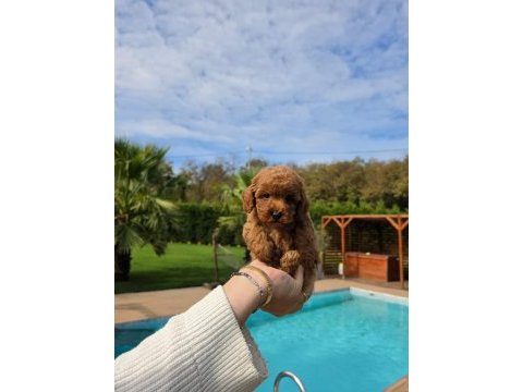 Eğitilebilir toy poodle yavruları ile evinize neşe katın