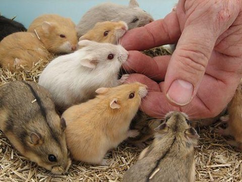 Her ırk yavru hamster ve malzemeleri adrese teslim vardır