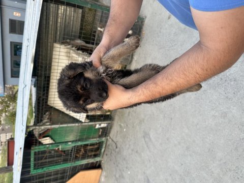 Yavru alman kurdu yeni doğdu