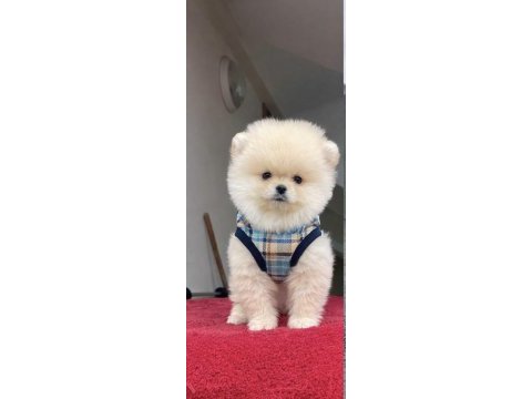 Ayı surat pomeranian boo yavrular