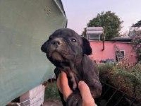 Sevimli french bulldog yavrularımız