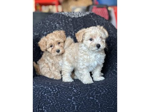 Maltipoo yavrular