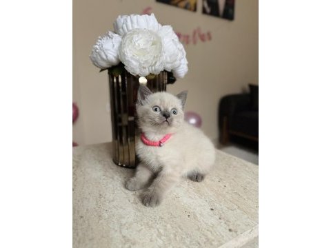 British shorthair bluepoint yavrular