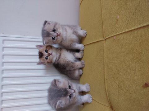 44 günlük scottish fold bebekler