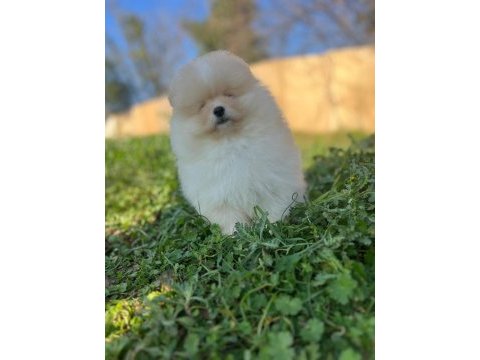 Pomeranian boo dişi ve erkek yavrular