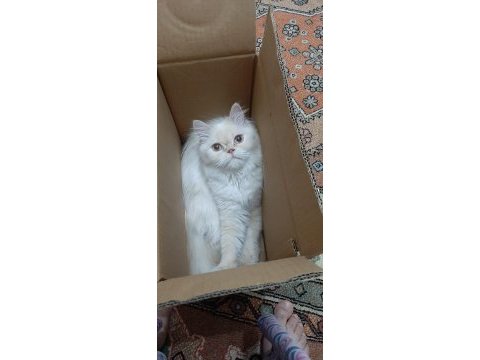 Anne ve yavrusu kediler
