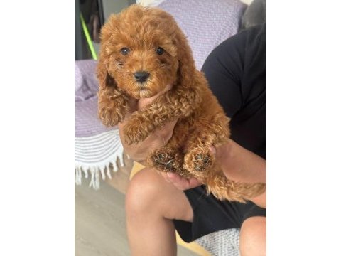 Orijinal poodle yavrular