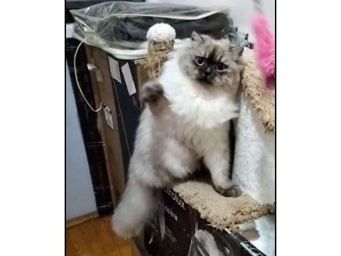 British longhair blue point - erkek yavru aslan