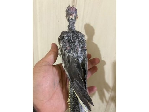 37 günlük konuşturmalık grey bebek sultan papağanı