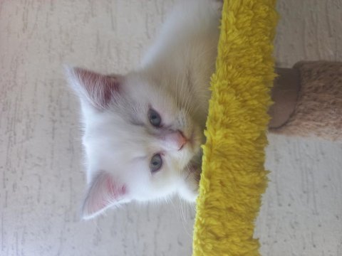 Albino siyam kedisi nadir 3 aylık