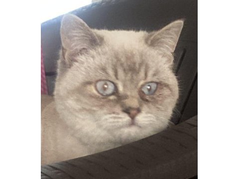 7 aylık erkek british shorthair yavruma yuva