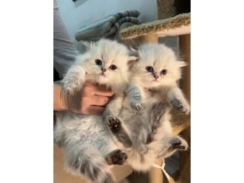 British longhair silver point mükemmel kızlar