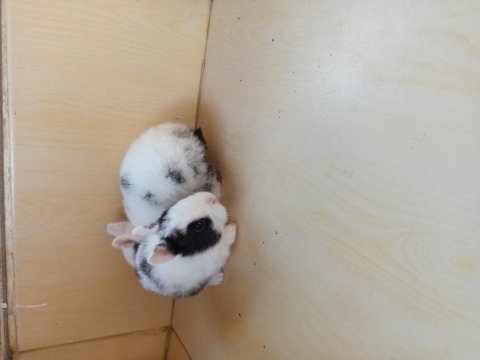 Yavru renk cüceleri tavşan