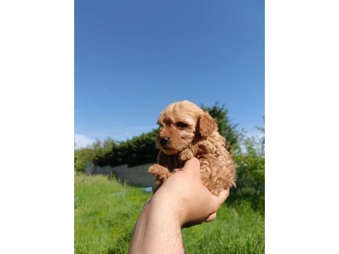 A kalite maltipoo yavruları