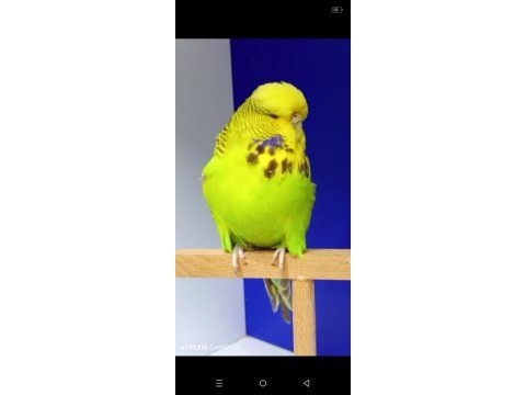 Show jumbo muhabbet kuşları