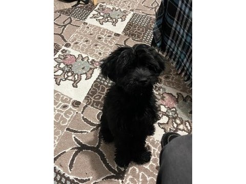 Black maltipoo