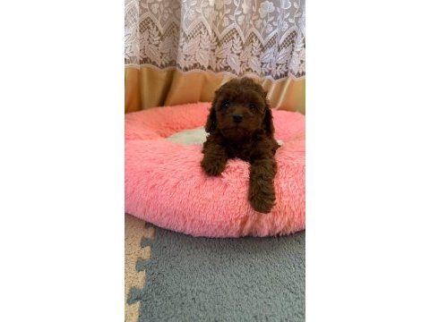 Toypoodle yavrularımız 