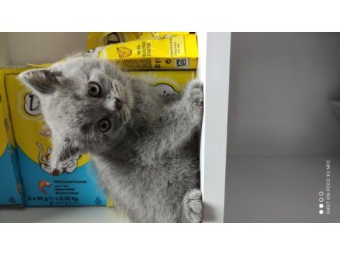Kaliteli british shorthair yavrular dişi ve erkek mevcut