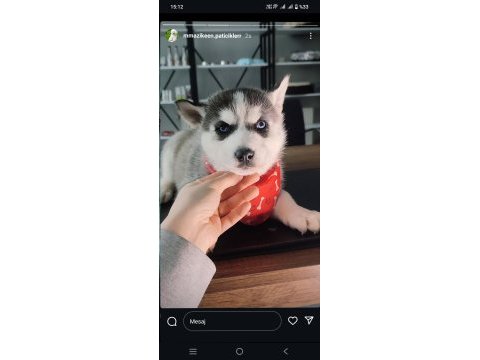 Asil husky yavrularımız sizlerle