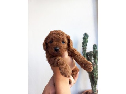 Kore kan dişi poodle